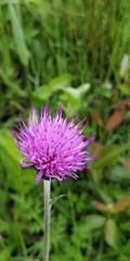 Cirsium dissectum