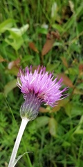 Cirsium dissectum