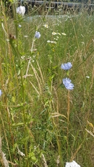 Cichorium intybus