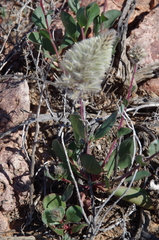 Ptilotus nobilis