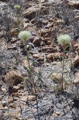 Ptilotus xerophilus