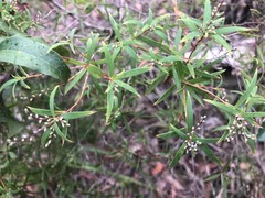 Leucopogon pimeleoides