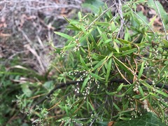 Leucopogon pimeleoides