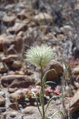 Ptilotus xerophilus