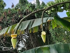 Musa acuminata flava