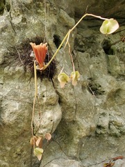 Begonia goudotii image