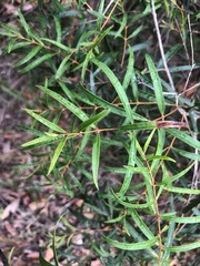 Notelaea linearis