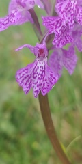 Dactylorhiza maculata