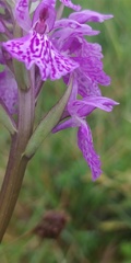 Dactylorhiza maculata