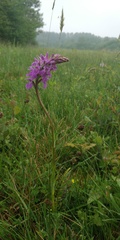 Dactylorhiza maculata