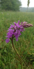 Dactylorhiza maculata