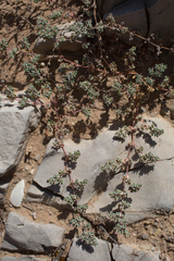 Frankenia pulverulenta