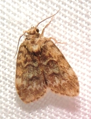 Scaphidriotis xylogramma