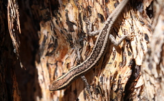 Cryptoblepharus virgatus