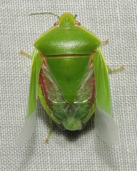 Glaucias amyoti