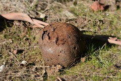Pisolithus marmoratus