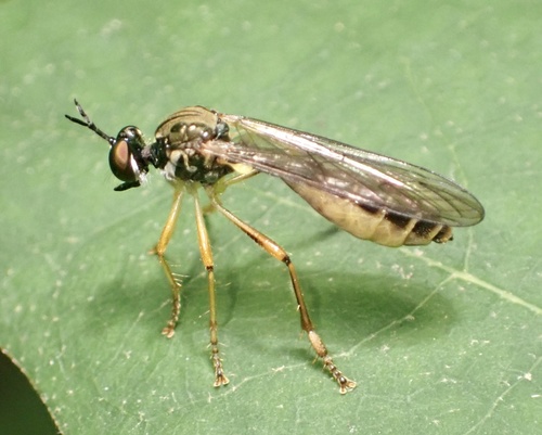 Small Yellow-legged Robber Fly, Udenhout, Noord-Brabant, NL, photo 8 of 10