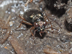 Asaphidion