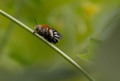 Zonamegilla