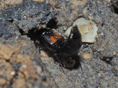 Aleochara bipustulata