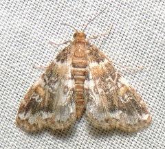 Elophila responsalis