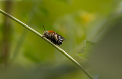 Zonamegilla