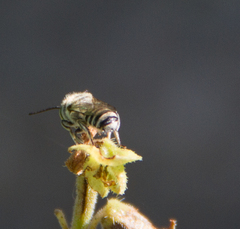 Eutricharaea