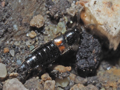 Aleochara bipustulata