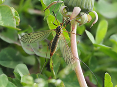 Nephrotoma cornicina