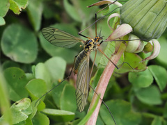Nephrotoma cornicina