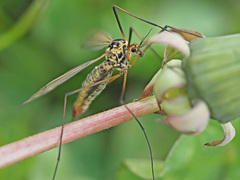 Nephrotoma cornicina