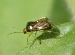 Monalocoris filicis
