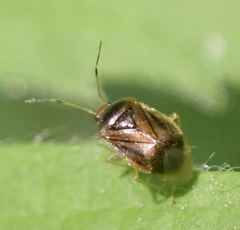 Monalocoris filicis