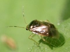 Monalocoris filicis