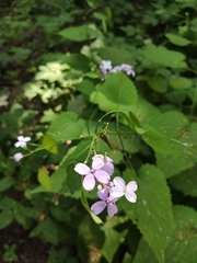 Lunaria rediviva