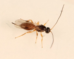 Ecphylus