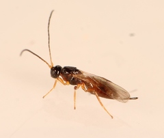 Ecphylus
