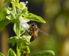 Apis cerana