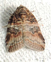 Garella vallata