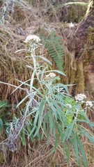 Gnaphaliothamnus salicifolius