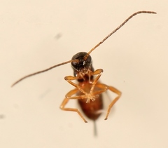 Ecphylus