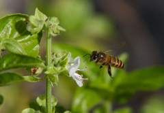 Apis cerana