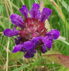 Prunella vulgaris