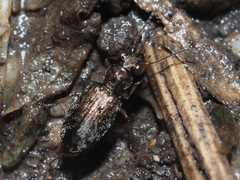 Asaphidion
