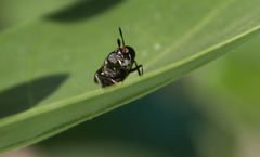 Hermetia illucens