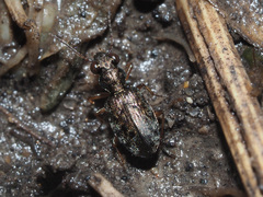 Asaphidion