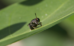Hermetia illucens