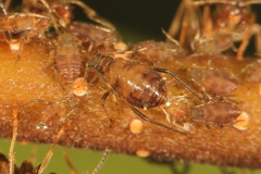 Symydobius oblongus