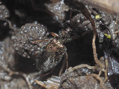 Asaphidion