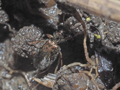 Asaphidion